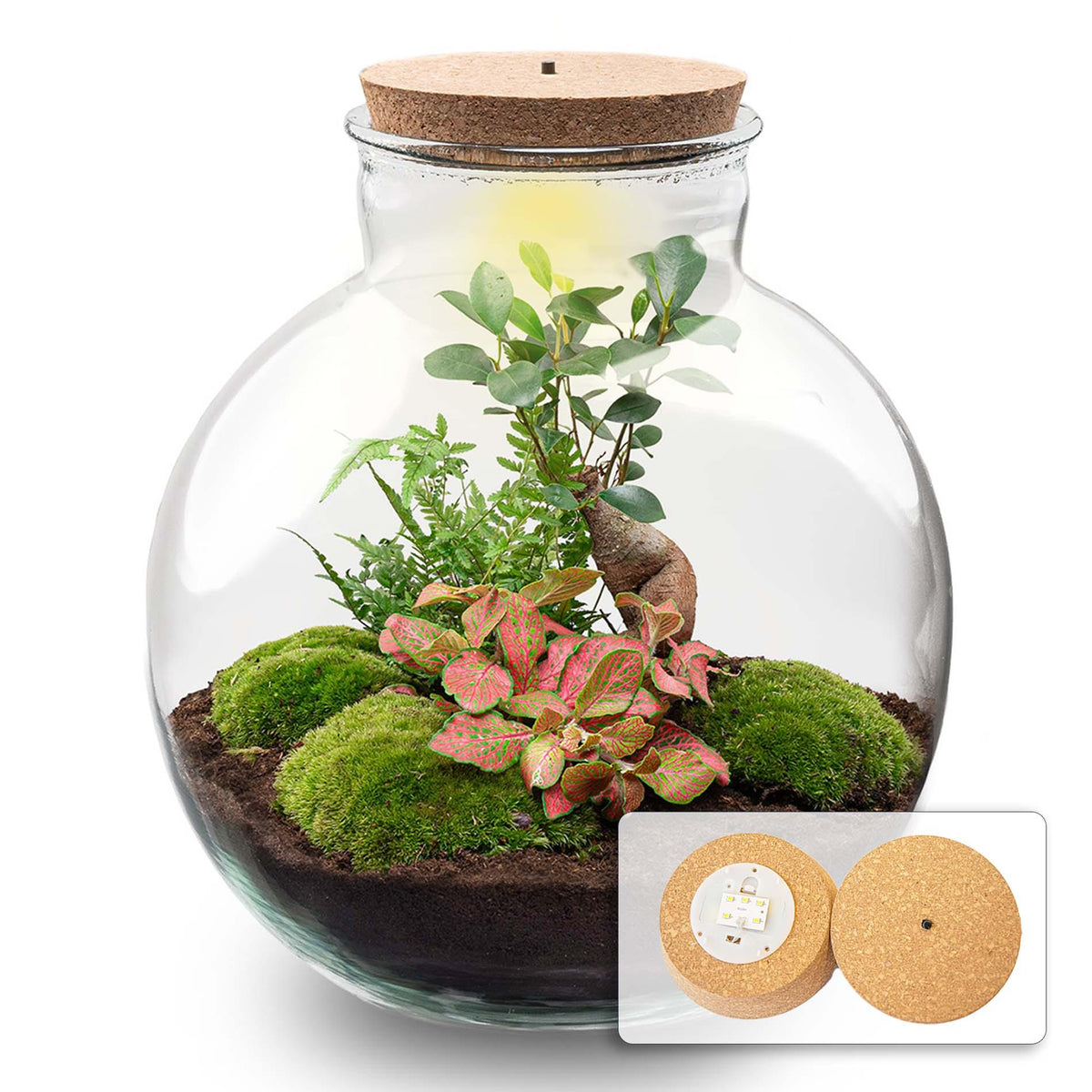 Grand kit terrarium bonsaï : Sans outils, avec bouchon LED