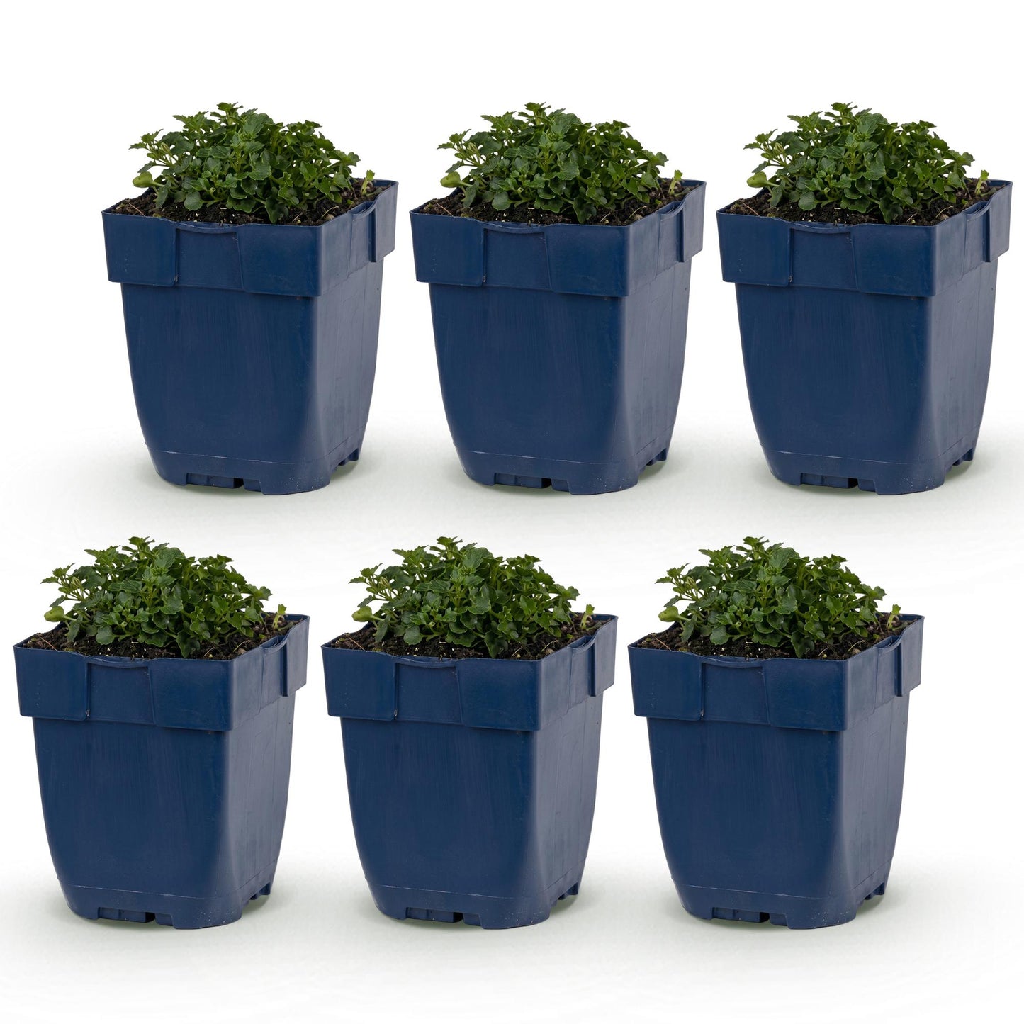 Campanule à feuilles de pêcher, jeunes plants en pots bleus, feuillage vert foncé, disposés en rangées sur fond blanc.