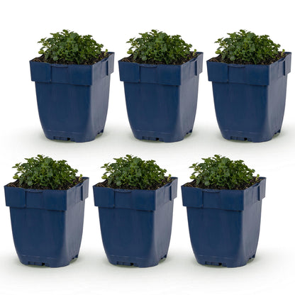 Campanule à feuilles de pêcher, jeunes plants en pots bleus, feuillage vert foncé, disposés en rangées sur fond blanc.