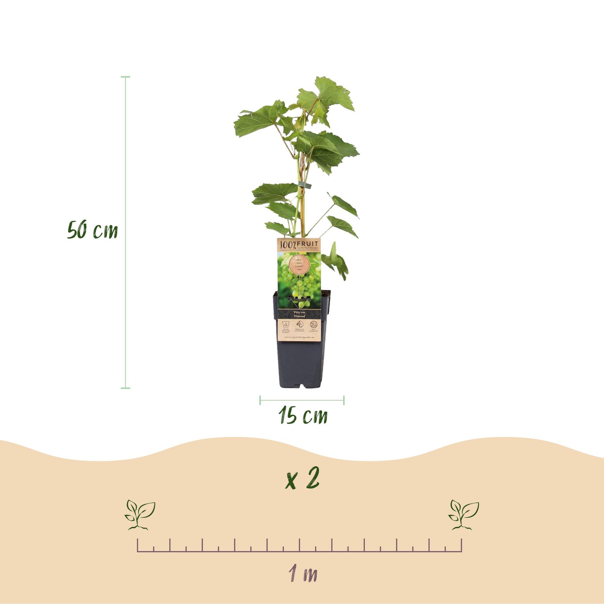 Plant de Vitis vinifera Himrod avec ses dimensions (50 cm de haut, pot de 15 cm) et l'espacement de plantation recommandé d'un mètre pour le