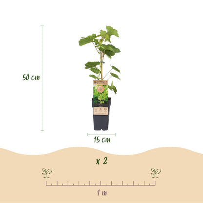 Plant de Vitis vinifera Himrod avec ses dimensions (50 cm de haut, pot de 15 cm) et l'espacement de plantation recommandé d'un mètre pour le