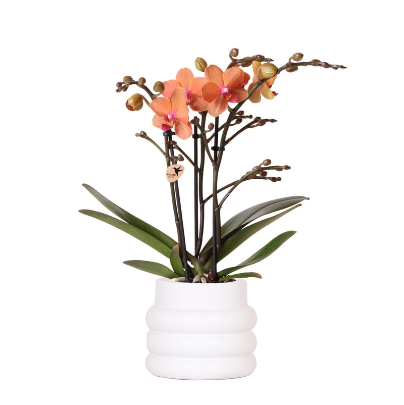 Orchidée Phalaenopsis 'Mineral Bolzano' orange (Phalaenopsis) - Pot 9 cm