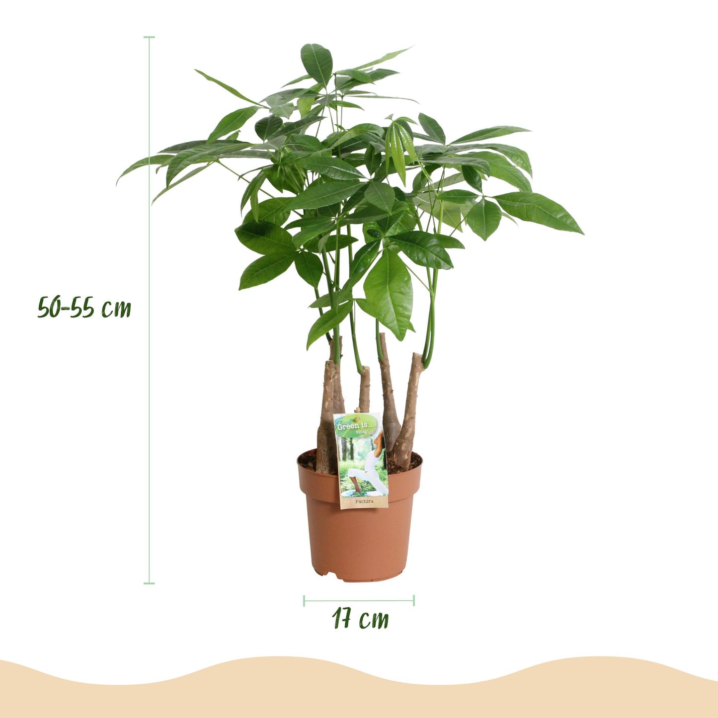 Plantes d'intérieur - Pachira Aquatica multi tige - Arbre à argent - Peu d'entretien - Vert - 1 Plante - Pot 17cm - Hauteur 50-55cm