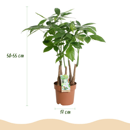Plantes d'intérieur - Pachira Aquatica multi tige - Arbre à argent - Peu d'entretien - Vert - 1 Plante - Pot 17cm - Hauteur 50-55cm