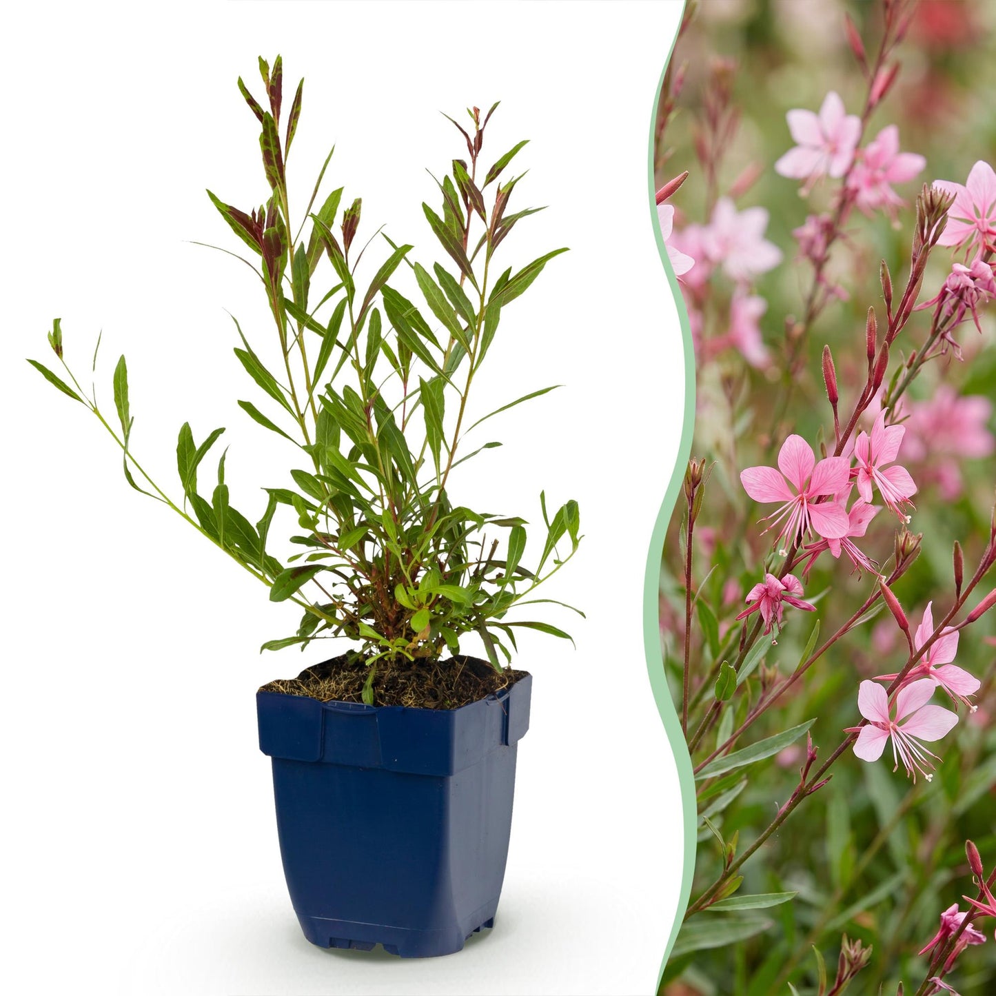 Gaura lindh. Florgauros en pot bleu, à gauche, et ses fleurs roses délicates en pleine floraison à droite. Plante vivace idéale pour attirer