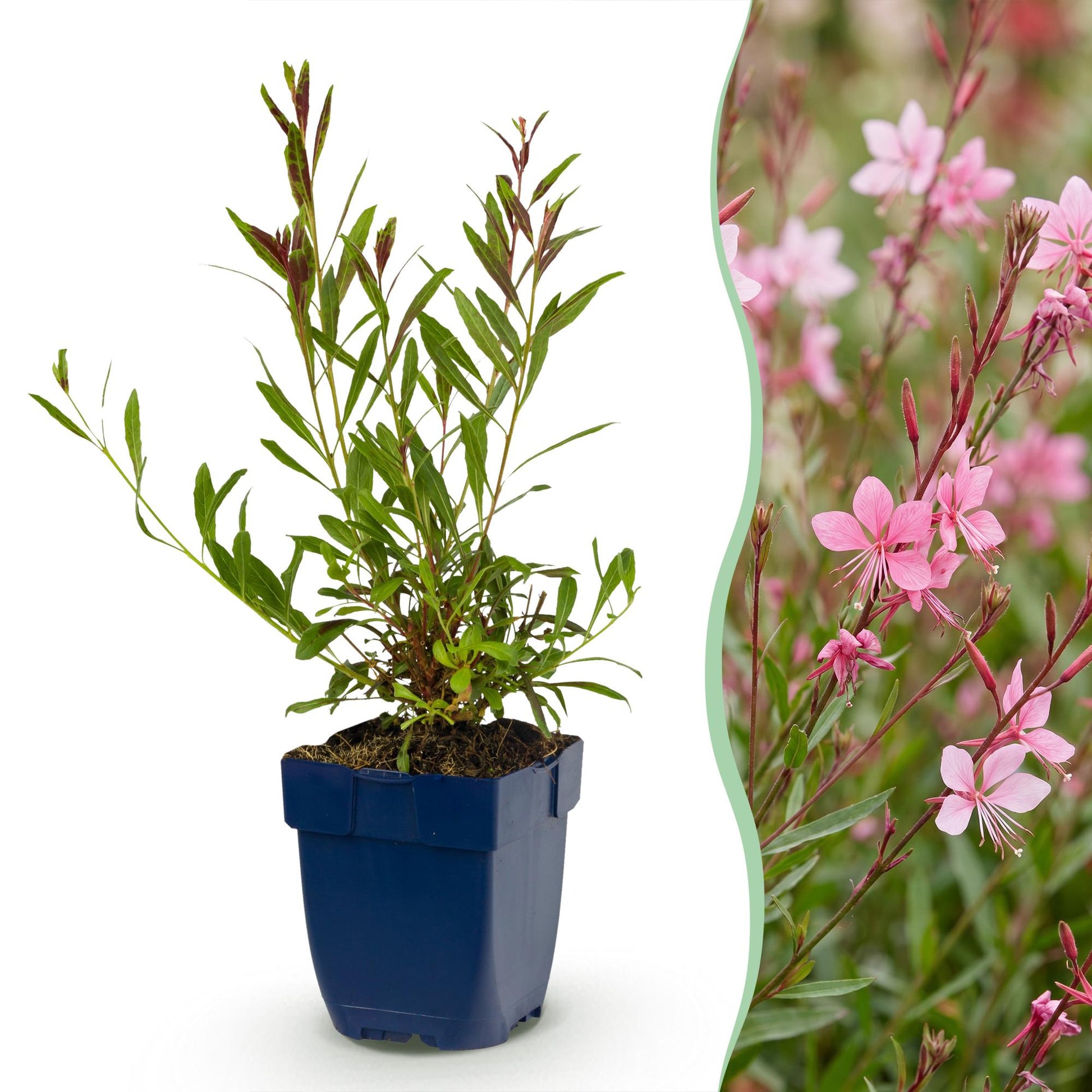 Gaura lindh. Florgauros en pot bleu, à gauche, et ses fleurs roses délicates en pleine floraison à droite. Plante vivace idéale pour attirer
