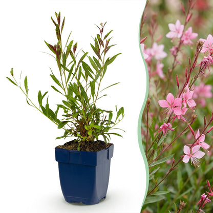 Gaura lindh. Florgauros en pot bleu, à gauche, et ses fleurs roses délicates en pleine floraison à droite. Plante vivace idéale pour attirer