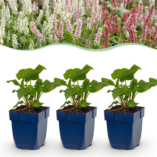 Renouées amplexicaules (Persicaria amplexicaulis) en mélange, pot de 11 cm, épis rouges, roses et blancs