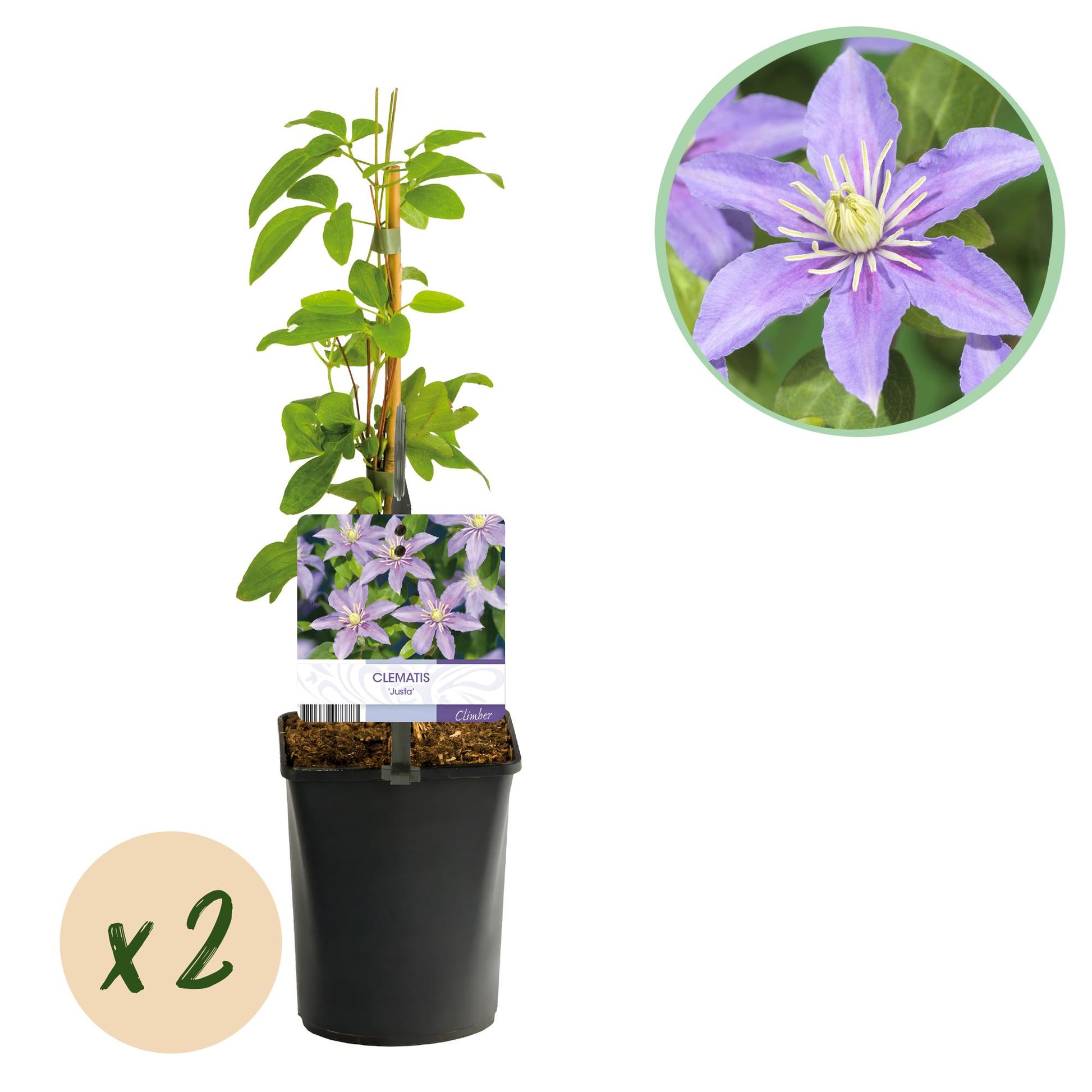 Clematis 'Justa' : jeune plant en pot avec tuteur, feuille d'information, et pastille 'x2' indiquant le lot, sur fond blanc.