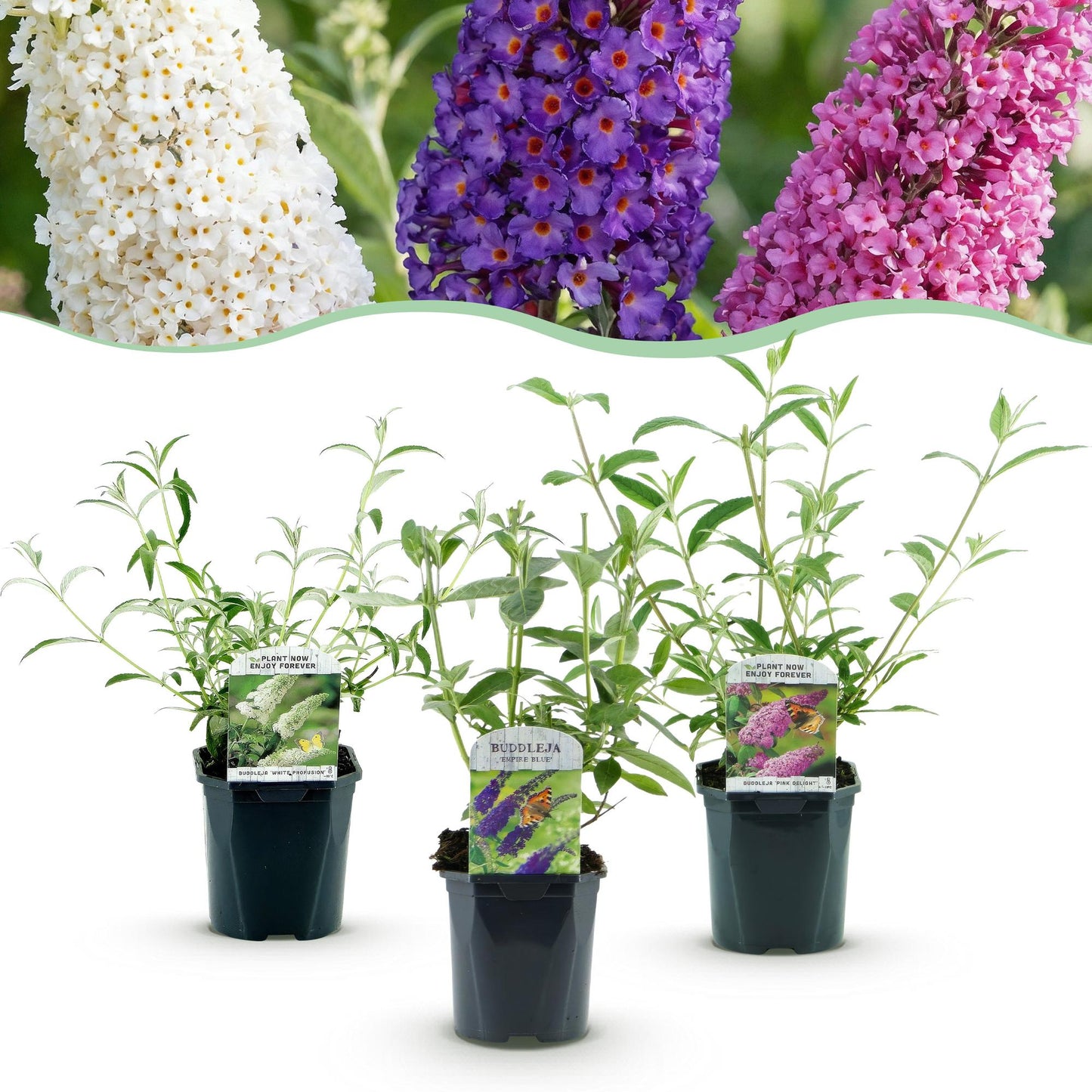 Buddleja davidii Tricolour. Trois jeunes arbustes à papillons en pots, avec au-dessus, leurs futures fleurs blanches, violettes et roses.
