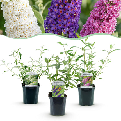Buddleja davidii Tricolour. Trois jeunes arbustes à papillons en pots, avec au-dessus, leurs futures fleurs blanches, violettes et roses.