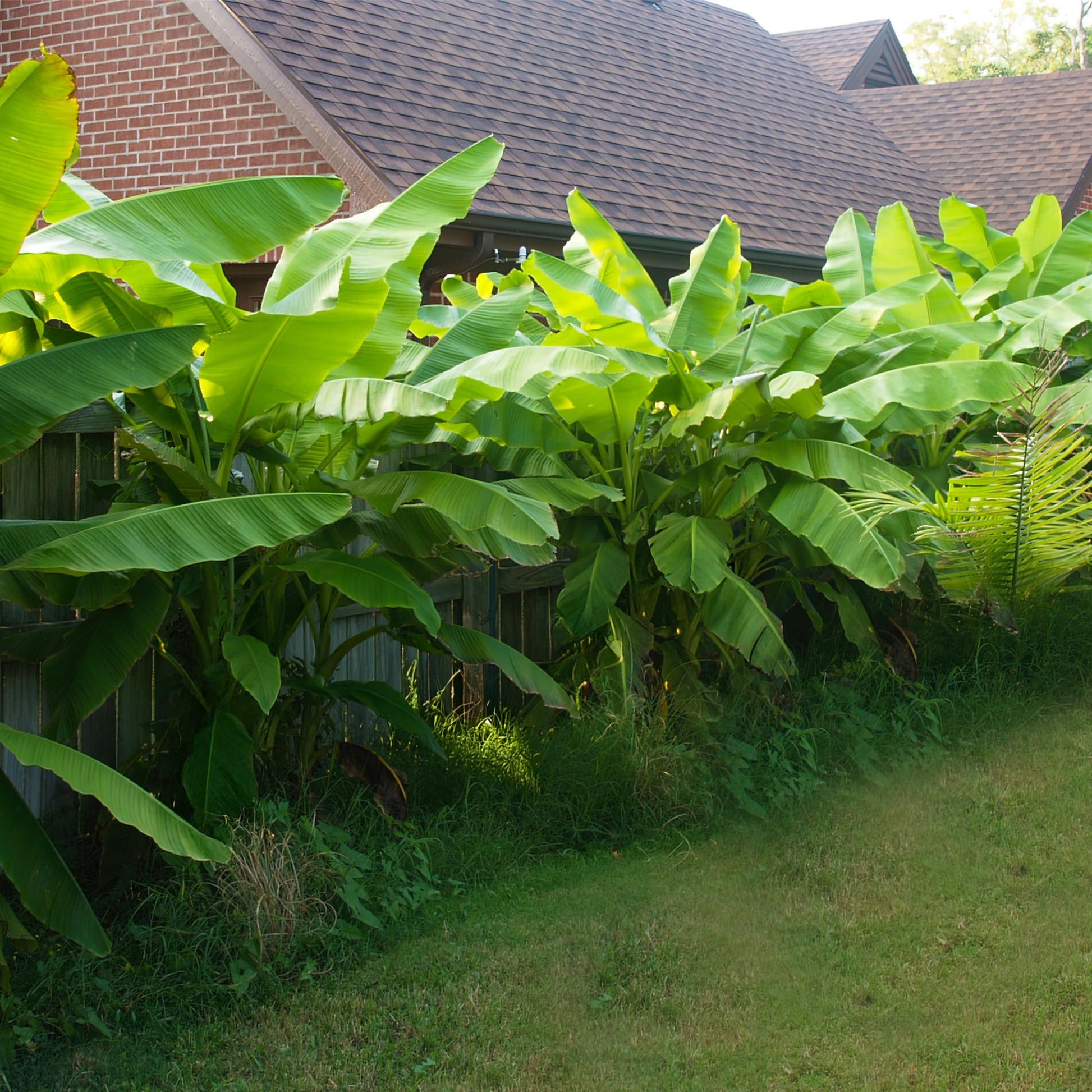 Musa Basjoo : une haie luxuriante de bananiers du Japon, avec leurs grandes feuilles vertes, plantée le long d'une clôture en bois et d'une 