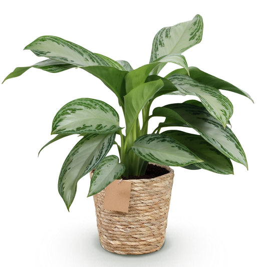 Plantes d'intérieur - Aglaonema Silver Bay - Feuillage argenté - Peu d'entretien - avec panier - Argent - 1 Plante - Pot 17cm - Hauteur 70-75cm
