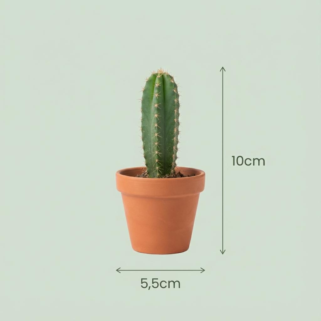 Un mini mélange de cactus vert et épineux, planté dans un petit pot en terre cuite, avec des annotations de taille indiquant 5,5cm de