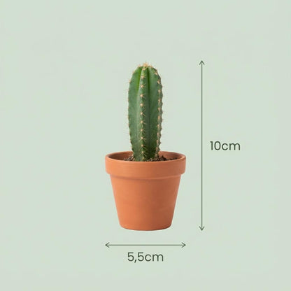 Un mini mélange de cactus vert et épineux, planté dans un petit pot en terre cuite, avec des annotations de taille indiquant 5,5cm de
