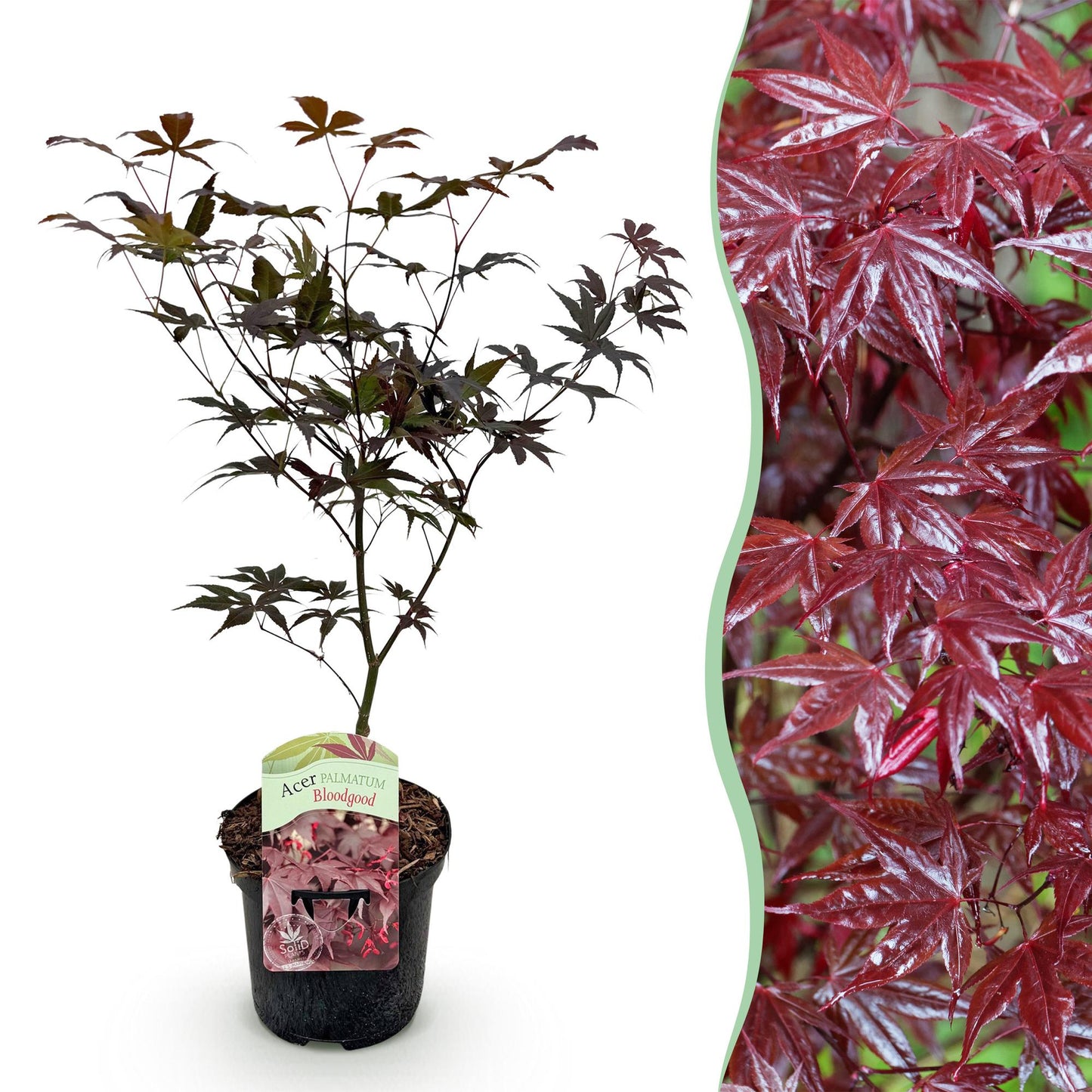 Érable Japonais Bloodgood, jeune plant en pot sur fond blanc à gauche, et gros plan sur son feuillage rouge intense à droite.