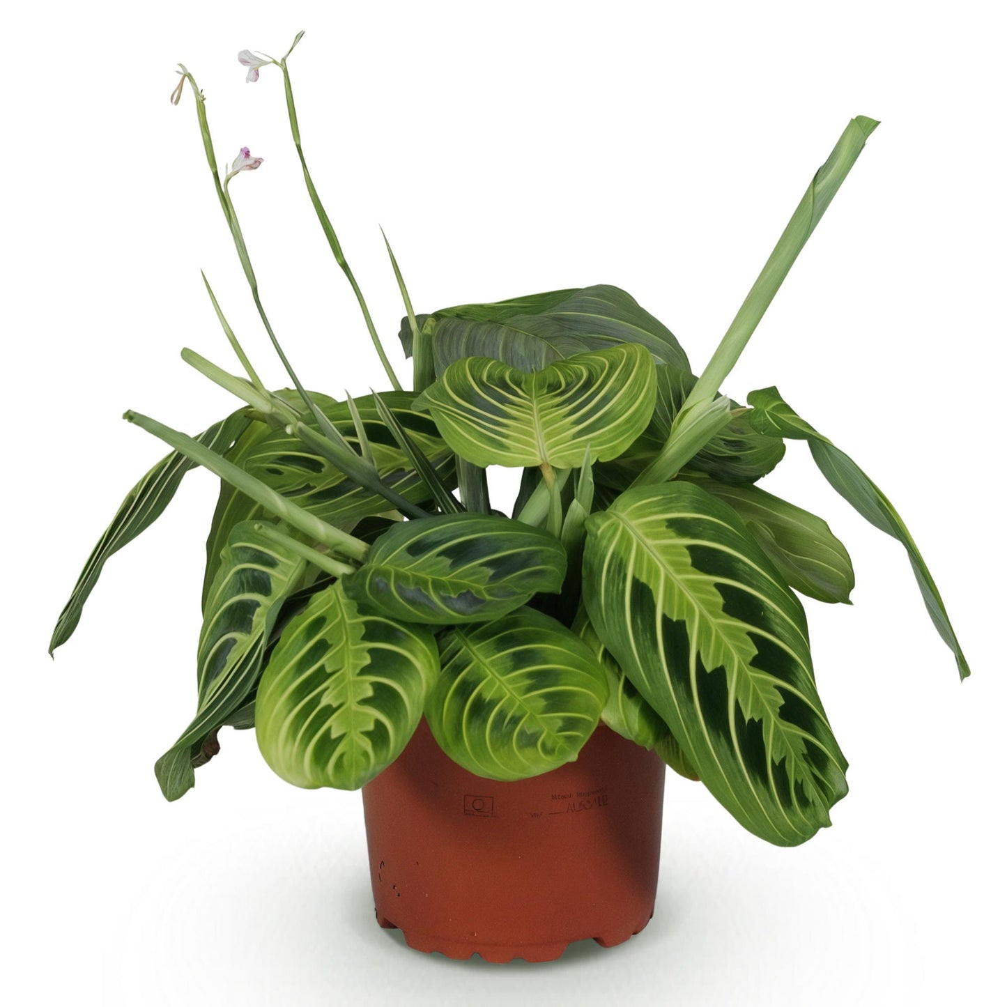 Plante d'intérieur - Maranta Fascinator Lemon Lime - Plante de prière - Plante conviviale pour les animaux - Vert - 1 Plante - Pot 12cm - Hauteur 25cm