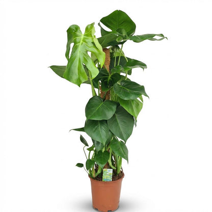 Plante d'intérieur - Monstera Deliciosa sur tuteur - Vert - Entretien facile - 1 Plante - Pot 19cm - Hauteur 90cm