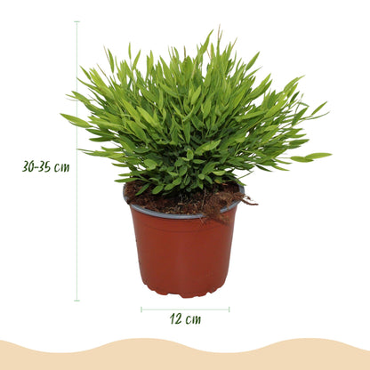 Plante d'intérieur - Bamusa Pogonatherum Monica - Herbe de bambou - Plante adaptée aux animaux - Vert - 1 Plante - avec Potter Blanc - Pot 12cm - Hauteur 20cm