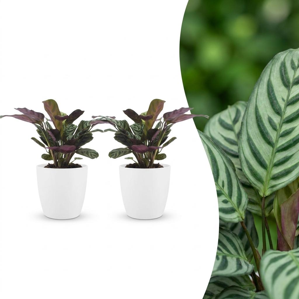Deux Ctenanthe Burle Marxii, ou plante de la prière arête de poisson, avec leur feuillage vert panaché et violet, plantées dans des