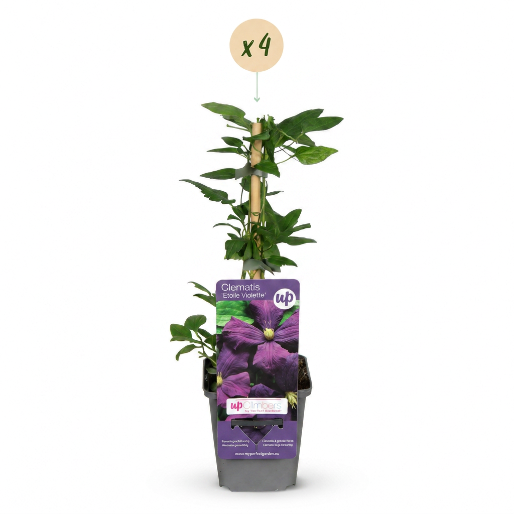 Clématite 'Étoile Violette' - lot de 4 plants, pot Ø9 cm