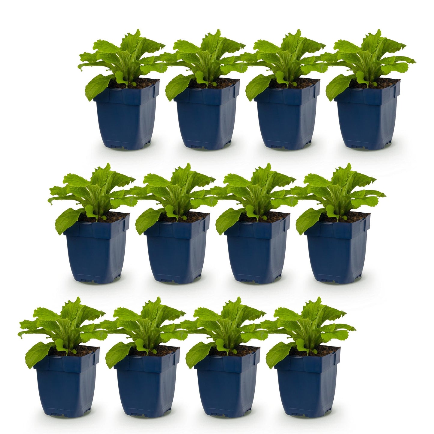 Digitalis purp. Dalmatian Purple. Douze plants de digitales en pots bleus, avec un feuillage vert tendre, prêts à être plantés.
