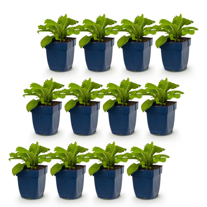 Digitalis purp. Dalmatian Purple. Douze plants de digitales en pots bleus, avec un feuillage vert tendre, prêts à être plantés.