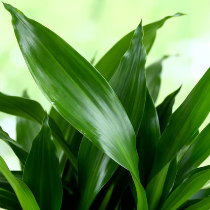 Plantes d'intérieur - Dracaena fragrans Steudneri - Dragonnier - Peu d'entretien - Vert - 1 Plante - Pot 17cm - Hauteur 50-55cm