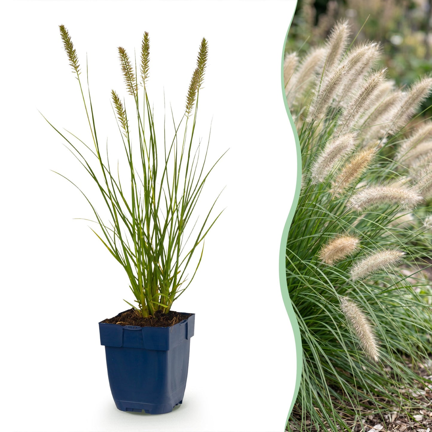 Pennisetum alop. Hameln : un jeune plant en pot et une photo de l'herbe à lampes adulte, avec ses épis duveteux.