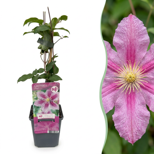 Clématite 'Piilu' (Clematis) - grimpante à grandes fleurs rose et blanc