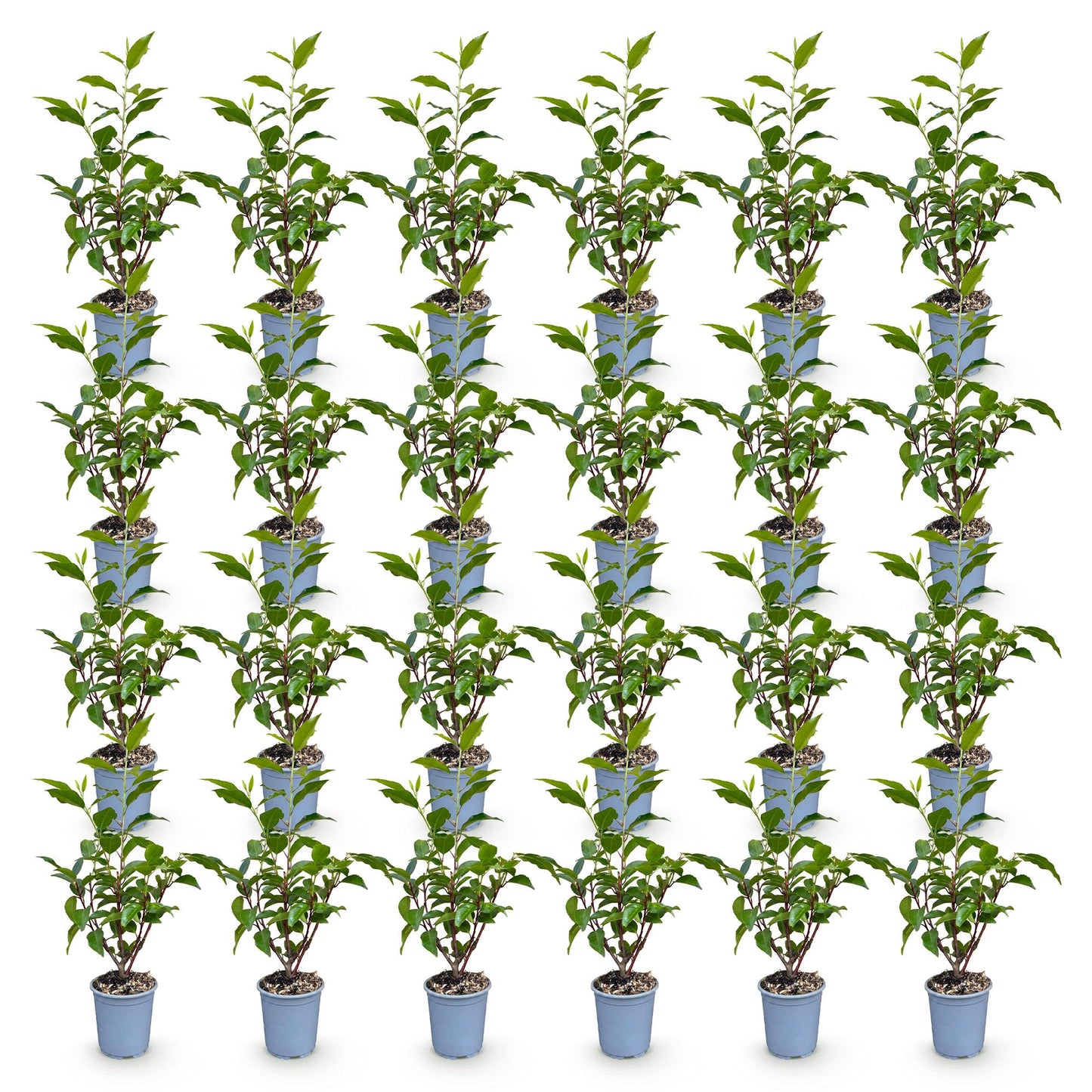 Prunus lusitanica Angustifolia : 28 jeunes lauriers portugais en pot de 9cm, feuillage vert foncé, disposés en rangées régulières sur fond b