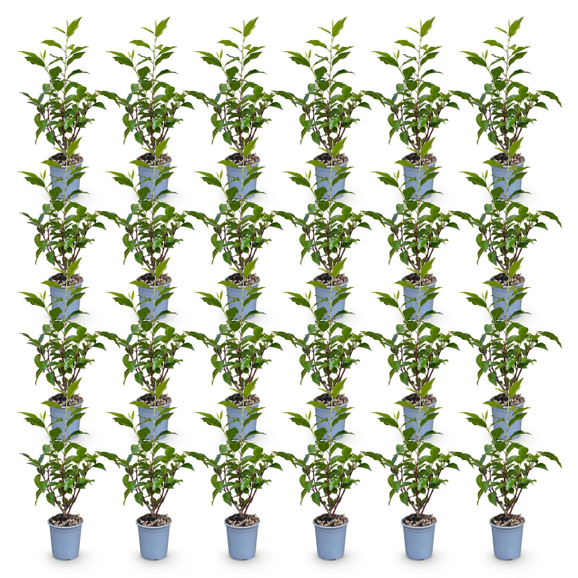 Prunus lusitanica Angustifolia : 28 jeunes lauriers portugais en pot de 9cm, feuillage vert foncé, disposés en rangées régulières sur fond b