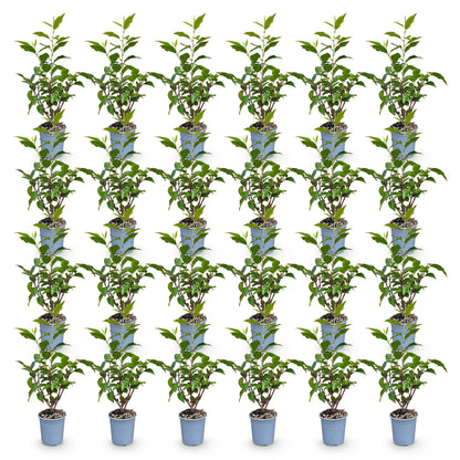 Prunus lusitanica Angustifolia : 28 jeunes lauriers portugais en pot de 9cm, feuillage vert foncé, disposés en rangées régulières sur fond b