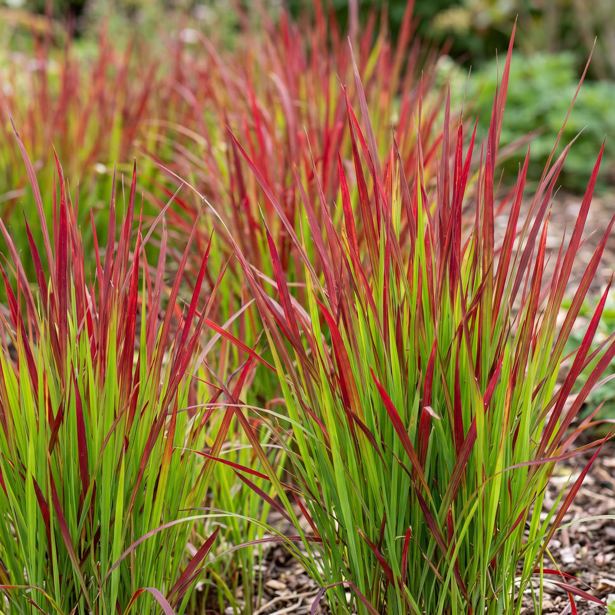 Imperata cylindrica Red Baron. Gros plan sur un parterre de cette herbe de sang japonaise, avec ses feuilles vertes se teintant de rouge vif