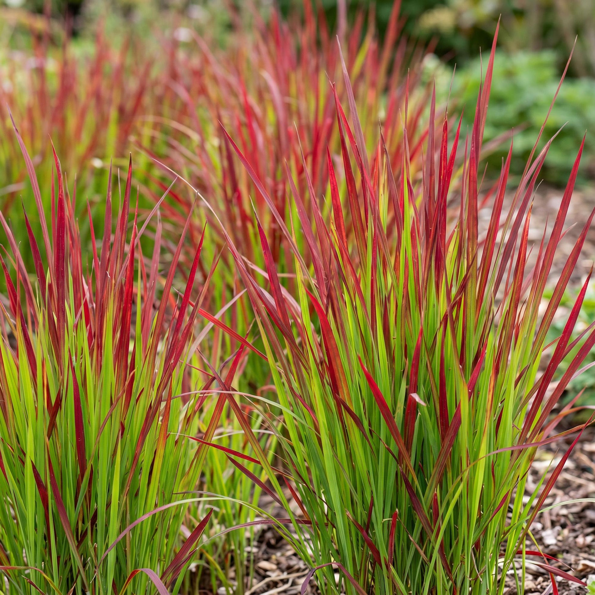 Imperata cylindrica Red Baron. Gros plan sur un parterre de cette herbe de sang japonaise, avec ses feuilles vertes se teintant de rouge vif