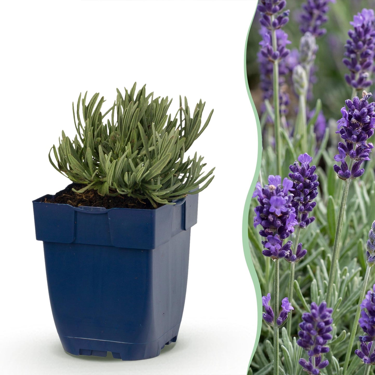 Lavande Munstead en pot bleu, feuillage vert-argenté, à côté d'une haie de lavande fleurie aux épis violets parfumés.