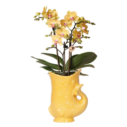 Orchidée Phalaenopsis jaune avec cache-pot Poisson blanc
