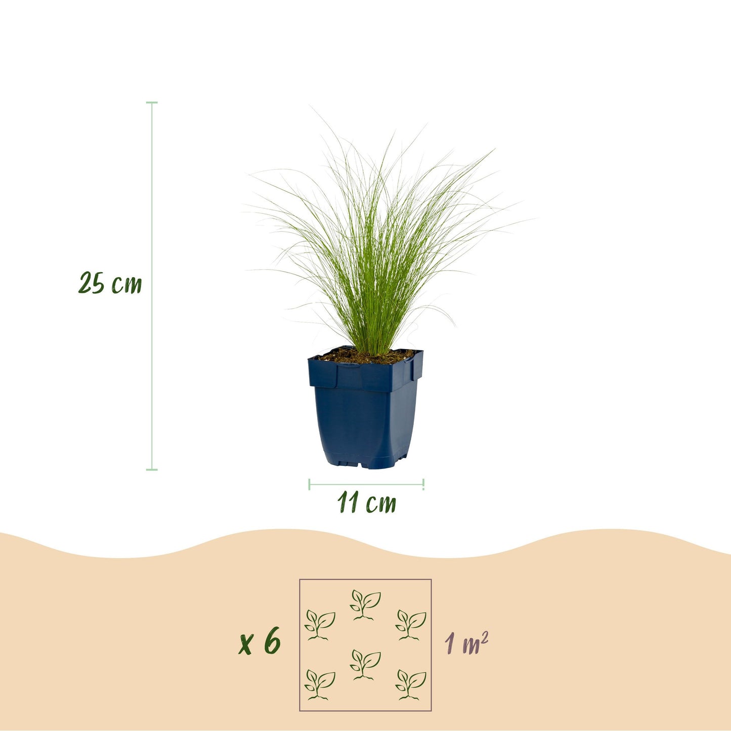 Stipa tenuissima Ponytails : Graminée herbe à plumes en pot, dimensions (25 cm de haut, pot 11 cm) et espacement de 6 plants par m².
