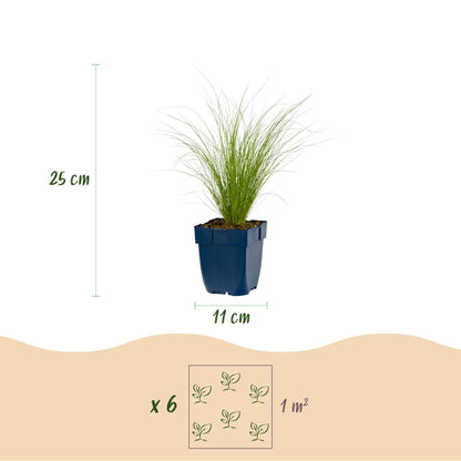 Stipa tenuissima Ponytails : Graminée herbe à plumes en pot, dimensions (25 cm de haut, pot 11 cm) et espacement de 6 plants par m².