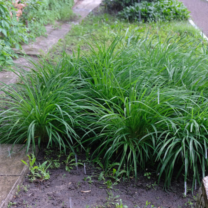 Carex morrowii Irish Green : Graminées ornementales vertes et jaunes, plantées en pleine terre, sous la pluie.
