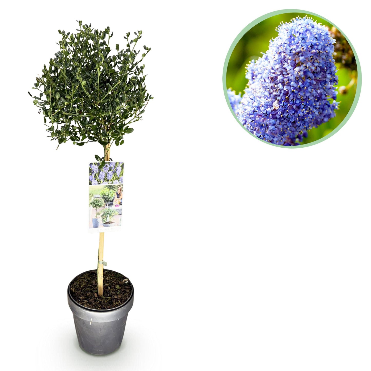 Céanothe 'Victoria' en pot sur fond blanc, avec un médaillon affichant un gros plan de ses fleurs violettes en grappes.