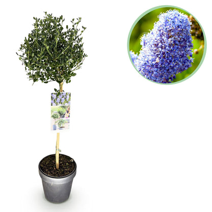 Céanothe 'Victoria' en pot sur fond blanc, avec un médaillon affichant un gros plan de ses fleurs violettes en grappes.
