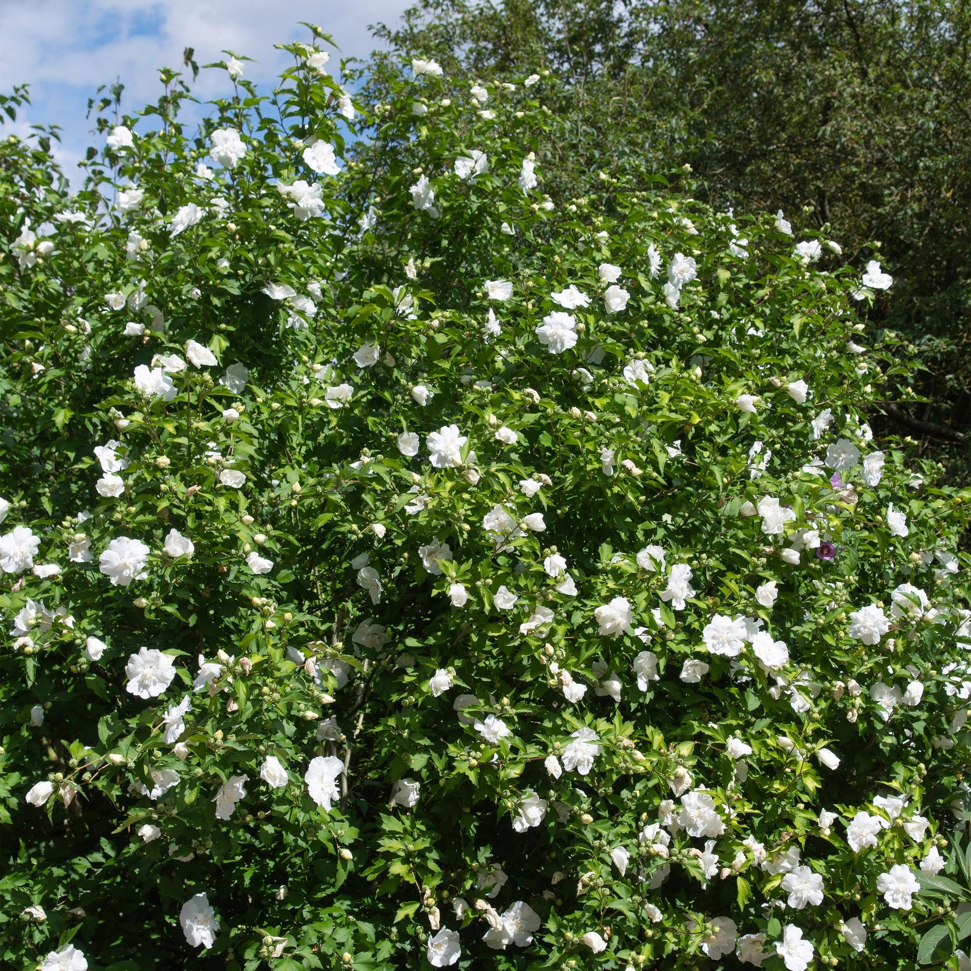 Hibiscus syriacus White Chiffon®: Un grand buisson d'hibiscus couvert de fleurs blanches épanouies, créant une scène lumineuse et élégante d