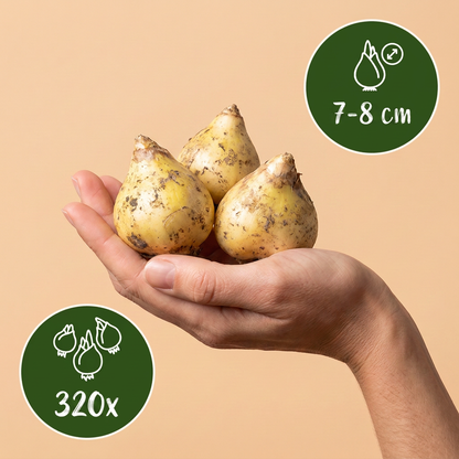 Bulbes de Jacinthe des bois d'Espagne en mélange tenus dans une main, calibre 7-8 cm, lot de 320 bulbes.