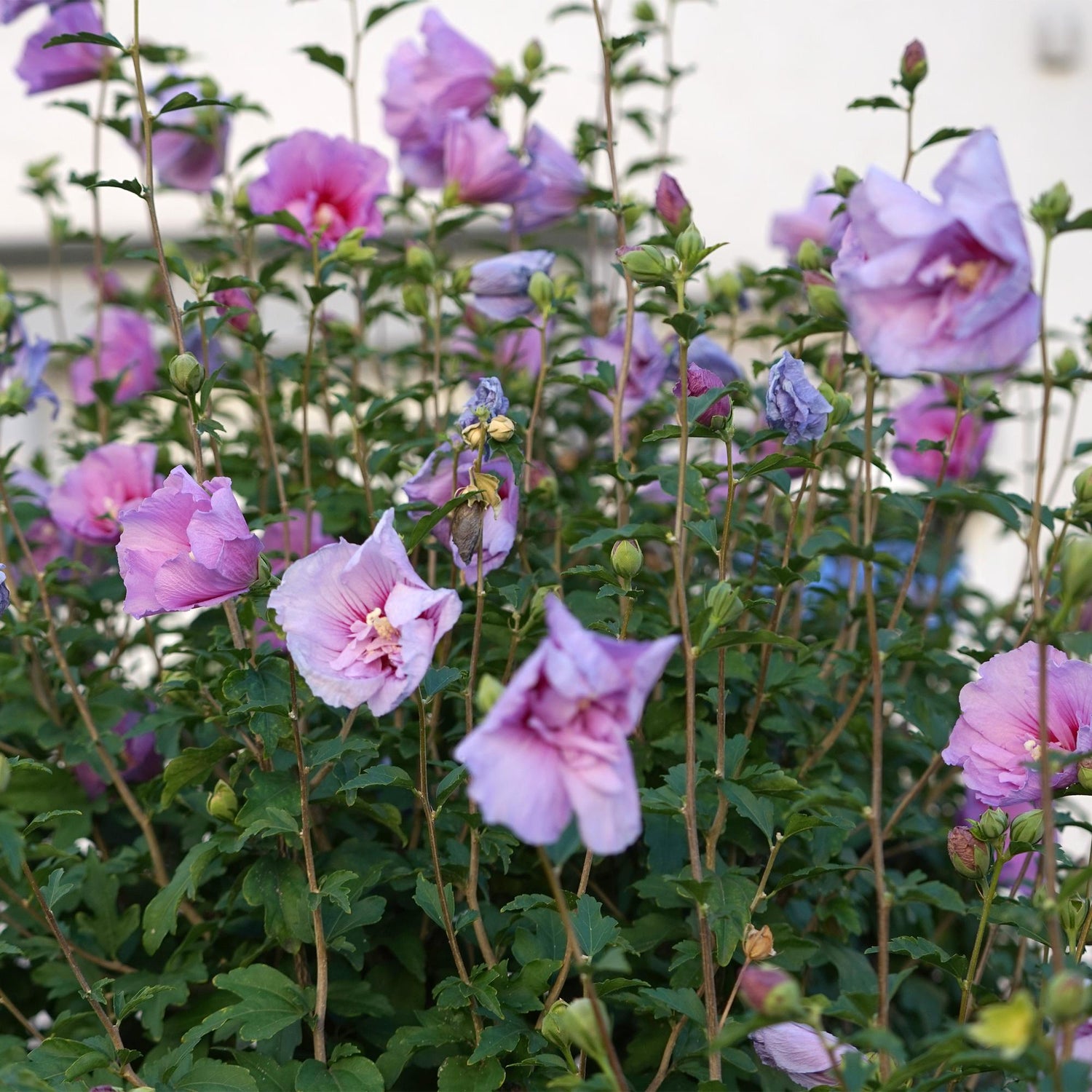 Hibiscus syriacus Lavendor Chiffon® : fleurs violettes épanouies et feuillage vert d'un arbuste résistant au froid.