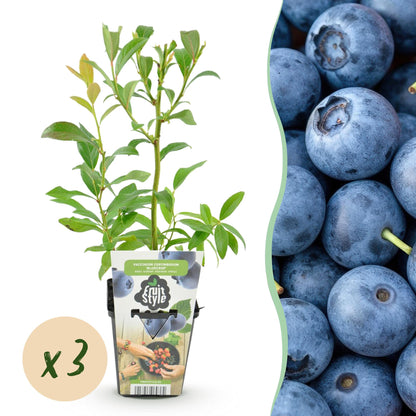 Mûre bleue 'Bluegold' : jeune plant en pot avec feuilles vertes, entouré de myrtilles mûres et une bulle "x3" pour le lot.