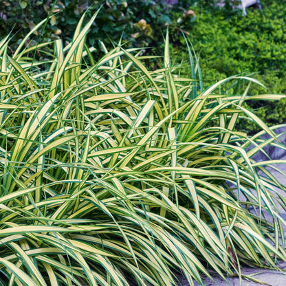 Carex oshimensis Evergold : plante de graminée ornementale avec un feuillage persistant jaune et vert, en situation de jardin.