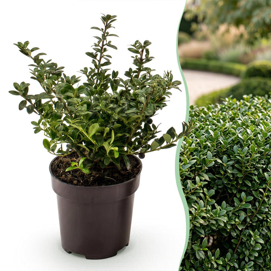 Ilex crenata Stokes en pot avec haie d'Ilex crenata Stokes en arrière-plan, idéal pour une haie élégante et persistante.