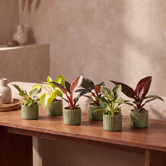 Lot de 6 bébés Philodendron colorés en pot de 6 cm