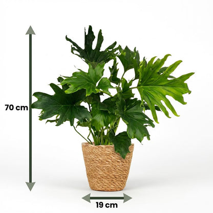 Plante d'intérieur - Philodendron - Philodendron Lickety split - Vert - Peu d'entretien - 1 Plante - avec Panier - Pot 19cm - Hauteur 70cm